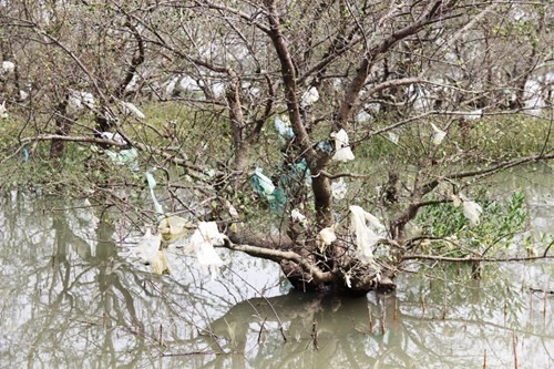 Nghệ An: Rác thải phủ ngập rừng bần ven đê sông Lam ảnh 7