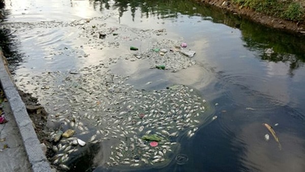 Người dân Hải Phòng đang bị 'đầu độc' bởi nguồn nước ô nhiễm ảnh 1