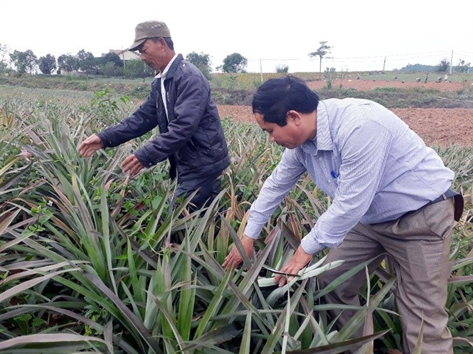 Cả trăm hécta dứa sắp thu hoạch chết hàng loạt, thiệt hại chục tỷ đồng ảnh 1