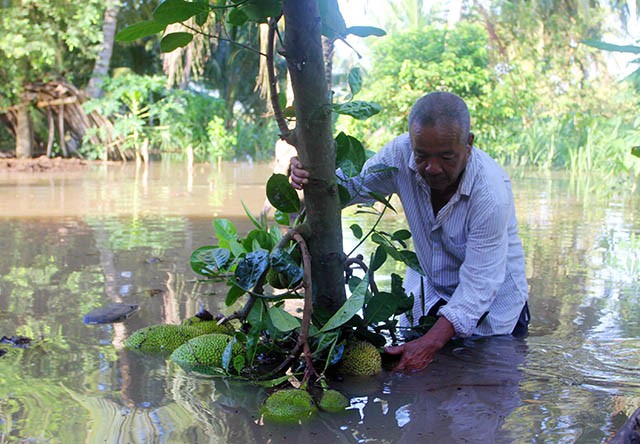 Vỡ đê ở Bến Tre, gần 50 căn nhà của người dân bị chìm trong biển nước ảnh 1