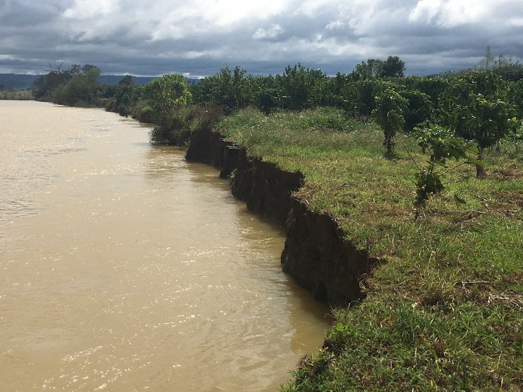 Đắk Nông: Người dân bất lực nhìn cây trồng bị dòng sông nuốt dần ảnh 1