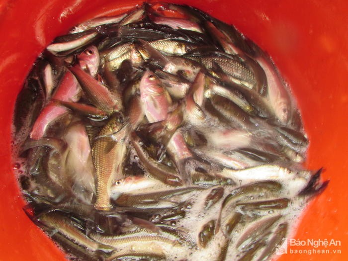 Thả 90.000 con cá giống tái tạo nguồn lợi thủy sản trên sông Giăng ảnh 1