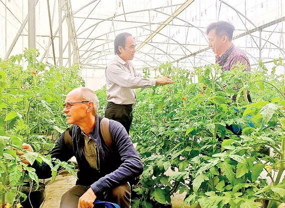 Lâm Đồng: Nhiễm virus lạ khiến cà chua chết hàng loạt, người dân điêu đứng ảnh 1