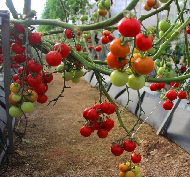 Lâm Đồng: Nhiễm virus lạ khiến cà chua chết hàng loạt, người dân điêu đứng ảnh 2