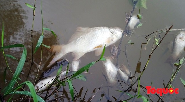 TT - Huế: Cá tự nhiên chết bốc mùi, dân lo ô nhiễm ảnh 1