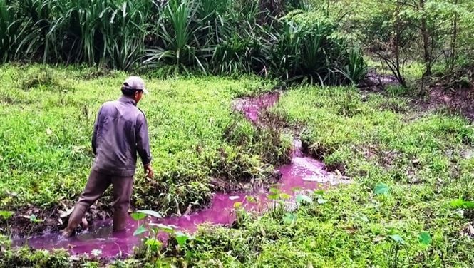 TT-Huế: 'Xanh mặt' với nước khe chuyển màu tím đỏ, nồng nặc mùi hôi bất thường ảnh 1