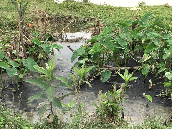 Nghệ An: Sông Đào ô nhiễm, ảnh hưởng đến nguồn nước sạch của người dân ảnh 1