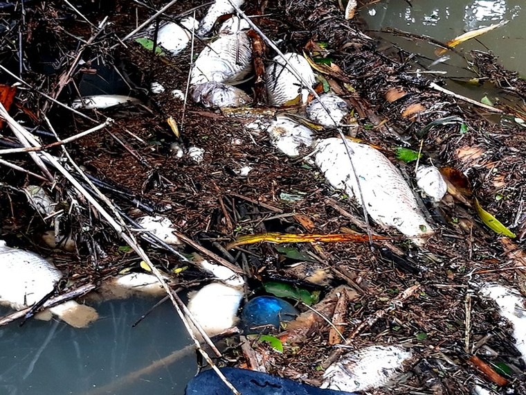 Cá chết bất thường trên sông Phủ ở Quảng Ngãi ảnh 1