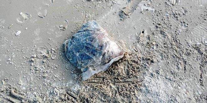 Nhiều túi đựng thịt thối dạt vào bờ biển Thừa Thiên Huế ảnh 1