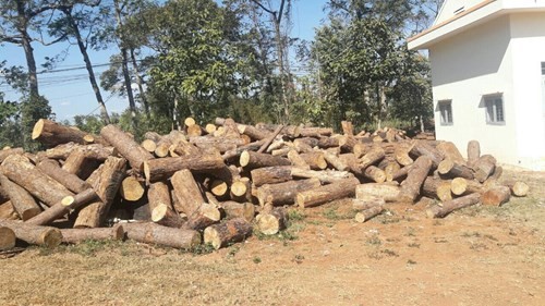 Đăk Nông: Khởi tố đối tượng chỉ đạo chặt hạ gần 400 cây thông ảnh 1