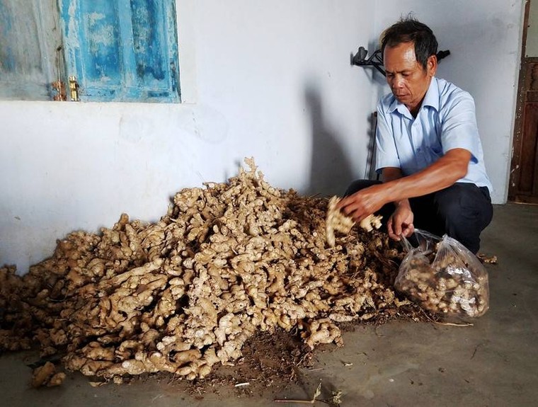 Gia Lai: Liên kết trồng gừng với công ty 'dởm', nông dân chịu thiệt hại nặng ảnh 1