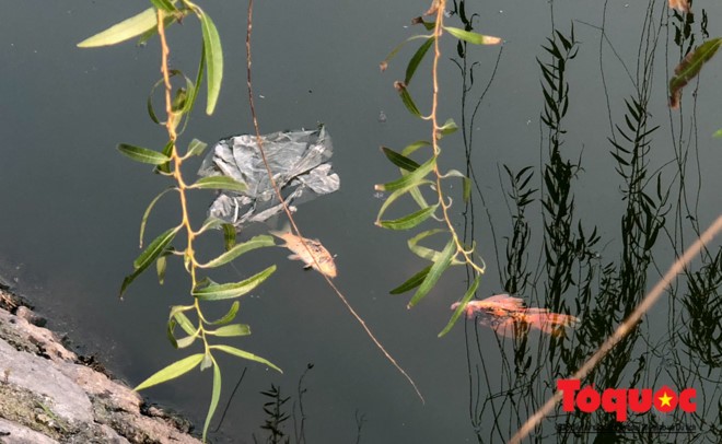 Hà Nội: Hồ Văn Quán ô nhiễm nghiêm trọng những ngày giáp Tết ảnh 3