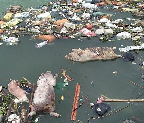 Sớm chấm dứt tình trạng xả rác thải, xác động vật đổ xuống dòng sông Đào ảnh 2