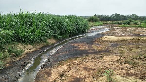 Thanh Hóa: Kinh hoàng xưởng sản xuất tinh bột dong và sắn xả thải ra sông Chu ảnh 2