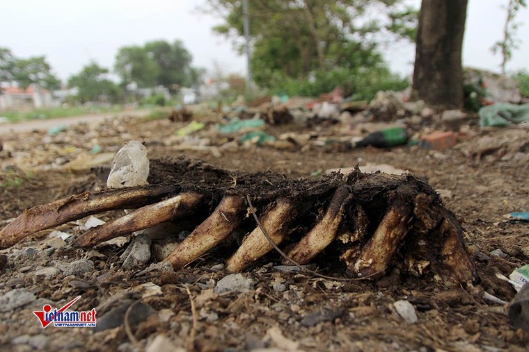 Xương lợn, xách bò ngập đường, giòi bọ lúc nhúc ảnh 12