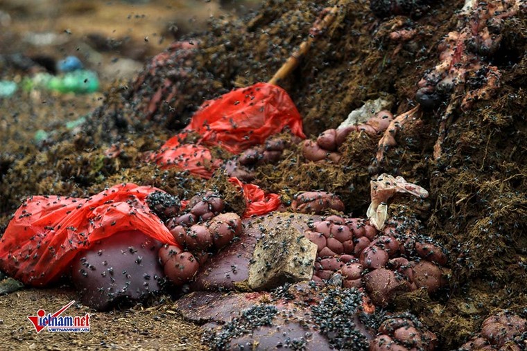 Xương lợn, xách bò ngập đường, giòi bọ lúc nhúc ảnh 5