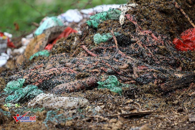 Xương lợn, xách bò ngập đường, giòi bọ lúc nhúc ảnh 8