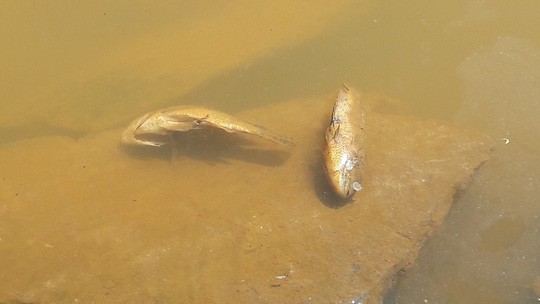 Đà Nẵng: Hơn 8km sông Cu Đê chuyển màu đỏ gạch, người dân lo lắng ảnh 1