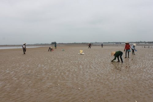 Hà Tĩnh: Nghêu, sò chết trắng đồng trong thời kỳ thu hoạch ảnh 2