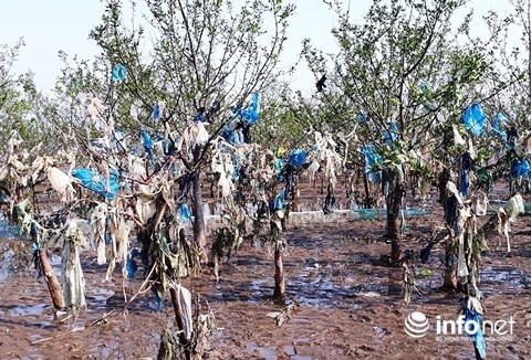 Thanh Hóa: Rác thải bủa vây rừng phòng hộ ven biển ảnh 1