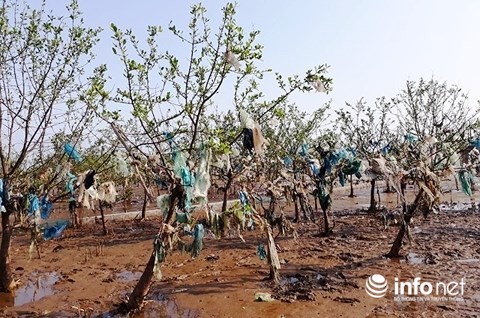 Thanh Hóa: Rác thải bủa vây rừng phòng hộ ven biển ảnh 2