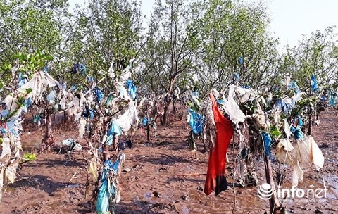 Thanh Hóa: Rác thải bủa vây rừng phòng hộ ven biển ảnh 5