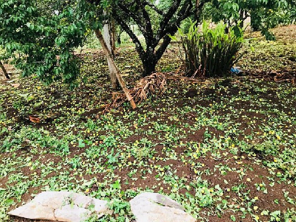 Sơn La: Mưa đá trắng xóa ở Mộc Châu ảnh 2