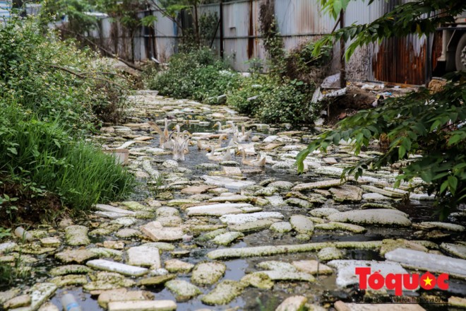 Hà Nội: Kinh hoàng vịt ăn rác, bơi trên nước thải trong công trường xây dựng cầu Đền Lừ, Hoàng Mai ảnh 10