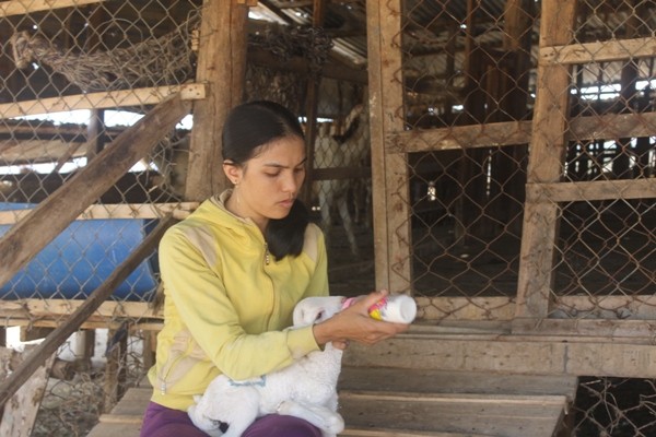 Ninh Thuận: Khô hạn, nắng nóng đến cháy đất, 900 con gia súc chết ảnh 1