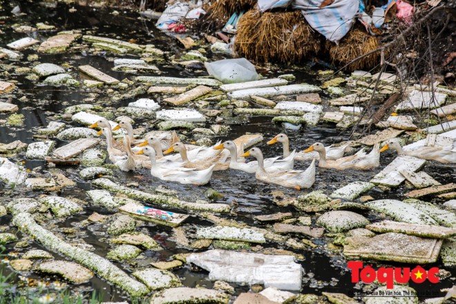 Hà Nội: Kinh hoàng vịt ăn rác, bơi trên nước thải trong công trường xây dựng cầu Đền Lừ, Hoàng Mai ảnh 7