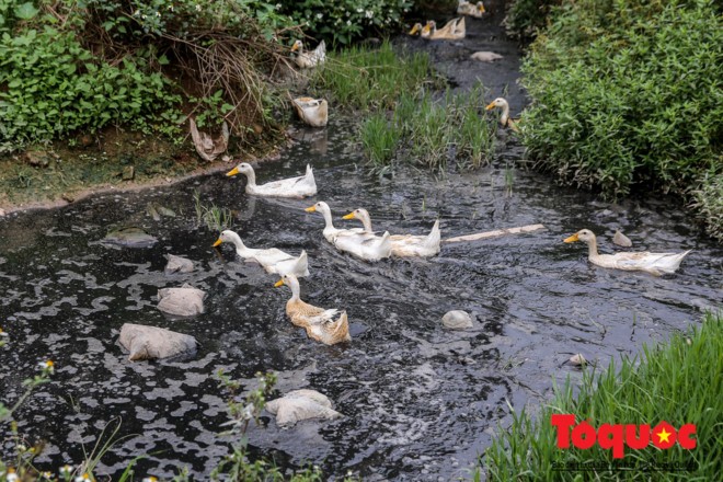 Hà Nội: Kinh hoàng vịt ăn rác, bơi trên nước thải trong công trường xây dựng cầu Đền Lừ, Hoàng Mai ảnh 8