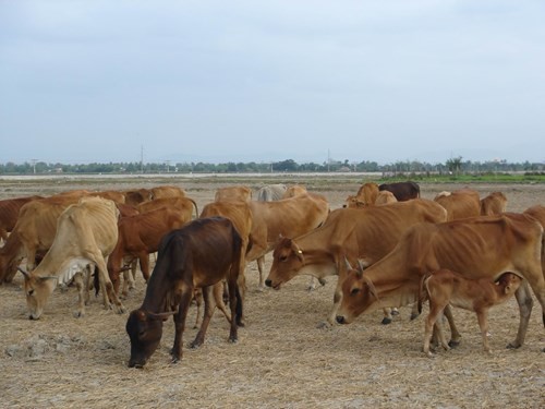 Hạn hán gay gắt, gần 10 nghìn người có nguy cơ 'đứt' nước sinh hoạt ảnh 2