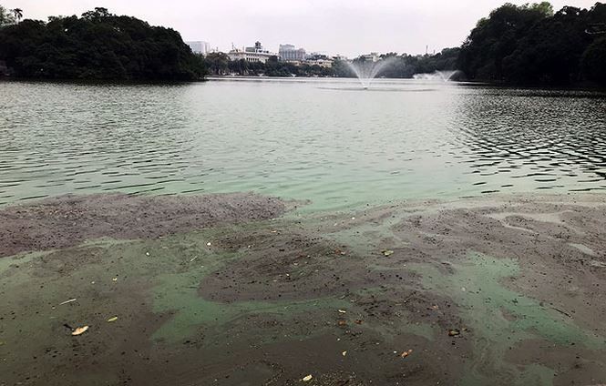 Tảo độc vẫn phủ kín các góc hồ Hoàn Kiếm ảnh 2