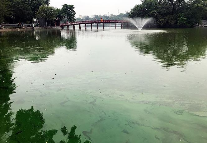 Tảo độc vẫn phủ kín các góc hồ Hoàn Kiếm ảnh 3