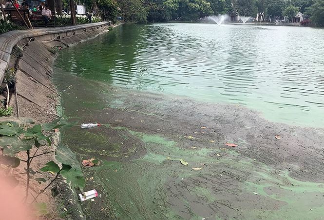 Tảo độc vẫn phủ kín các góc hồ Hoàn Kiếm ảnh 4