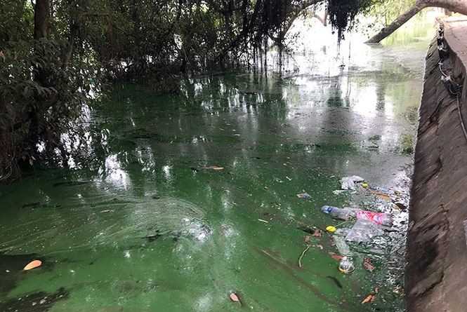 Tảo độc vẫn phủ kín các góc hồ Hoàn Kiếm ảnh 5