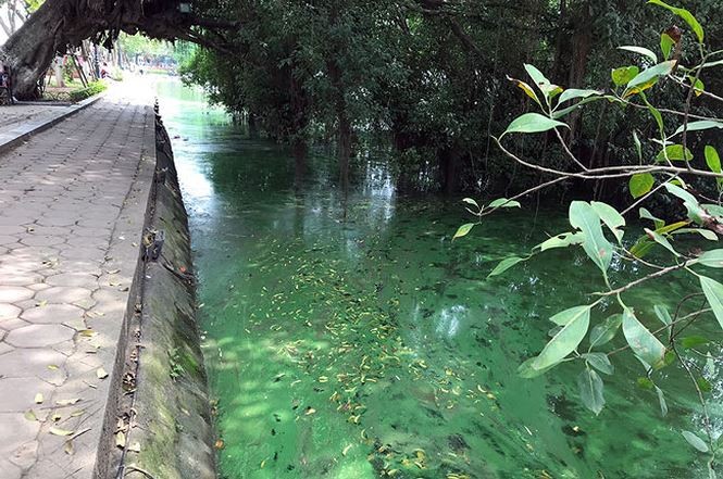 Tảo độc vẫn phủ kín các góc hồ Hoàn Kiếm ảnh 6