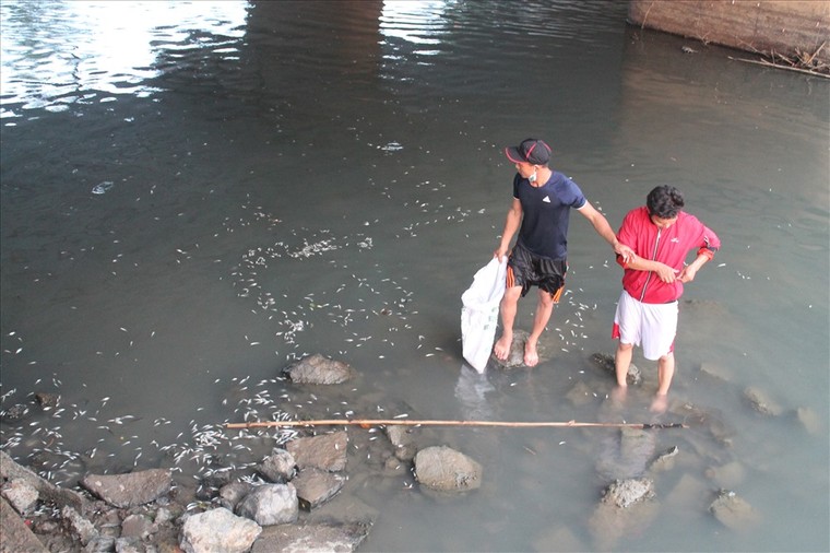 Cá chết trắng sông Bàu Giang, người dân lo lắng ảnh 1