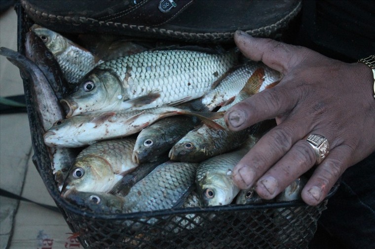 Cá chết trắng sông Bàu Giang, người dân lo lắng ảnh 3