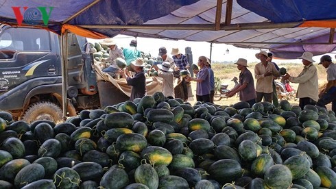 Nông dân Quảng Ngãi 'khóc' vì dưa hấu ảnh 2