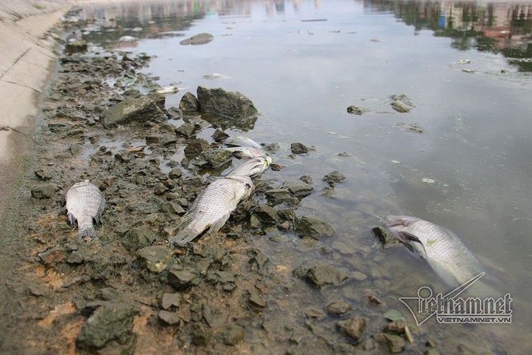 Cá chết hàng loạt, ruồi nhặng bâu kín bốc mùi giữa TP Hạ Long ảnh 4