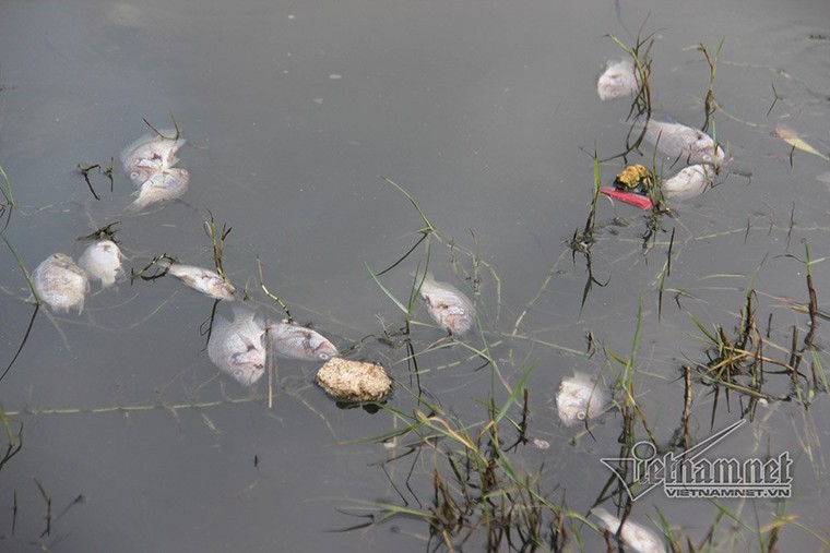 Cá chết hàng loạt, ruồi nhặng bâu kín bốc mùi giữa TP Hạ Long ảnh 5