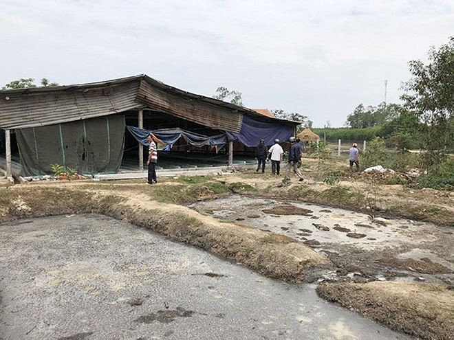 Quảng Ngãi: Cơ sở chế biến sắn khiến cá chết trắng sông ảnh 1