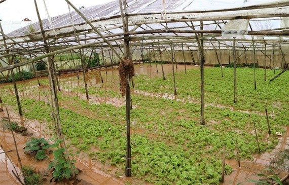 Mưa đá gây thiệt hại nhiều hoa màu của người dân Đà Lạt ảnh 1