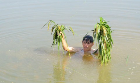 Mưa đá, giông lốc tại Thanh Hóa, 5 người bị thương, 2.000 ngôi nhà hư hỏng ảnh 1