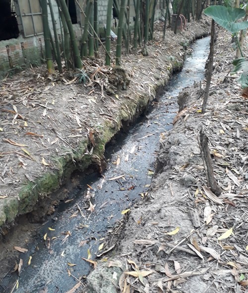 Dân 'than trời' vì trang trại nuôi heo gây ô nhiễm ảnh 1