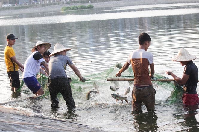 200kg cá chết tại hồ Hoàng Cầu nguyên nhân do đâu? ảnh 1