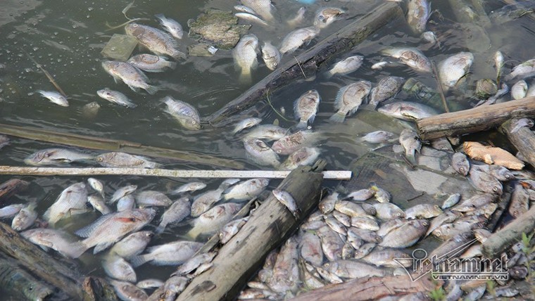  Cá chết thành mảng, bốc mùi hôi thối ở hồ điều hòa lớn nhất Hạ Long ảnh 1
