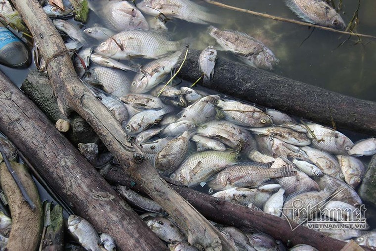  Cá chết thành mảng, bốc mùi hôi thối ở hồ điều hòa lớn nhất Hạ Long ảnh 3