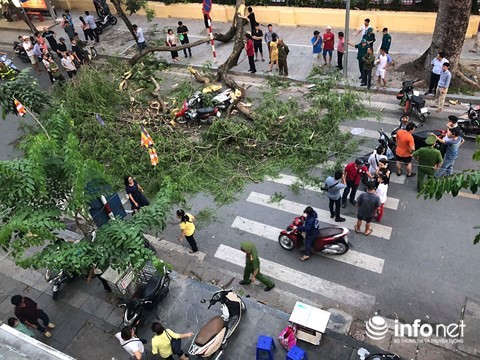 Hà Nội: Đổ cây cổ thụ, 5 người bị thương ảnh 1